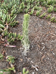 Heterotheca grandiflora