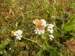 Lycaena tityrus