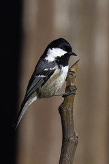 Periparus ater