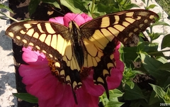Papilio machaon