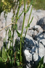 Rumex tuberosus