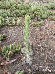 Heterotheca grandiflora