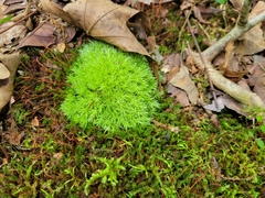 Leucobryum glaucum