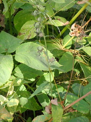 Coleosporium campanulae