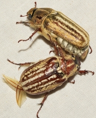 Anoxia australis