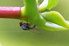 Luzonimyia natalensis
