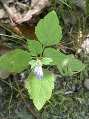 Scutellaria lateriflora