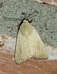 Bagisara buxea