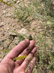 Parryella filifolia