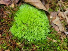 Leucobryum glaucum