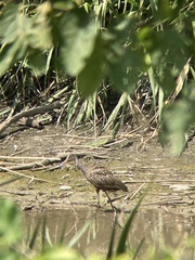 Aramus guarauna