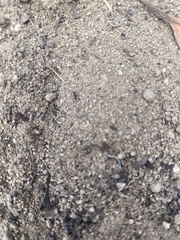 Formicidae