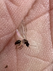 Formicidae