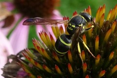 Ancistrocerus catskill