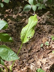 Symplocarpus foetidus