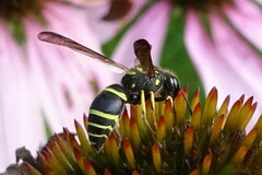 Ancistrocerus catskill