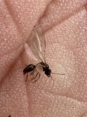 Formicidae