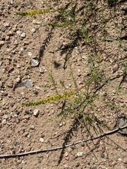 Parryella filifolia