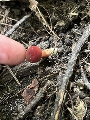 Baorangia bicolor