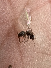 Formicidae