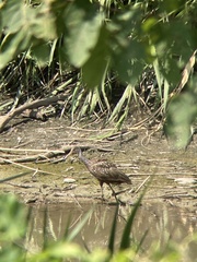 Aramus guarauna