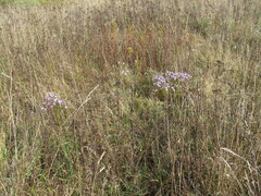 Symphyotrichum novi-belgii