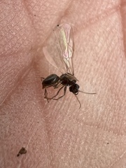 Formicidae