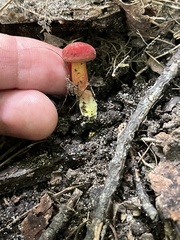 Baorangia bicolor