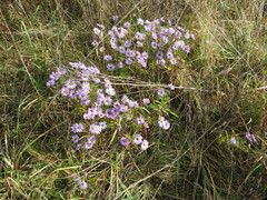 Symphyotrichum novi-belgii