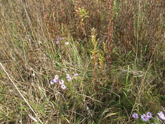 Symphyotrichum novi-belgii