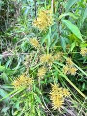 Cyperus strigosus