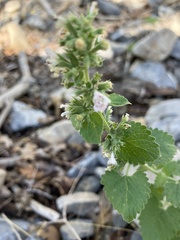 Nepeta cataria