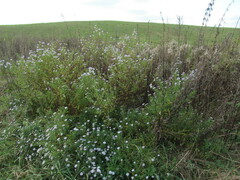 Symphyotrichum × salignum