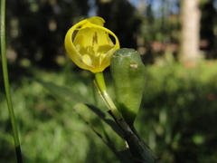 Iridaceae