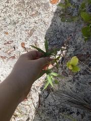 Cnidoscolus stimulosus