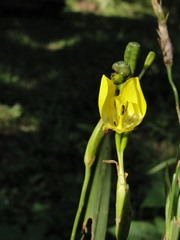 Iridaceae