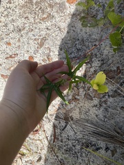 Cnidoscolus stimulosus