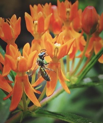 Augochlora pura