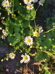 Tripleurospermum inodorum