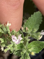 Nepeta cataria