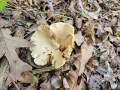 Lactifluus piperatus