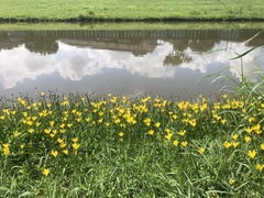 Zephyranthes pulchella