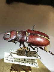 Lucanus capreolus