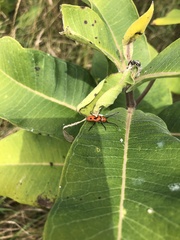 Tetraopes tetrophthalmus