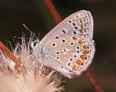 Polyommatus