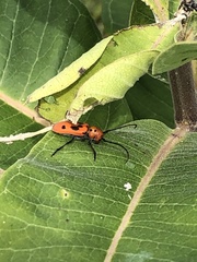 Tetraopes tetrophthalmus