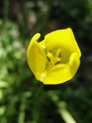Iridaceae