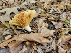 Lactifluus piperatus