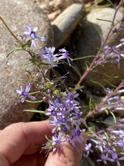 Ipomopsis multiflora