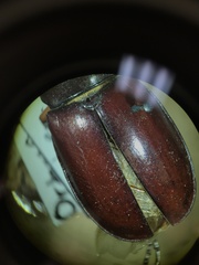 Lucanus capreolus
